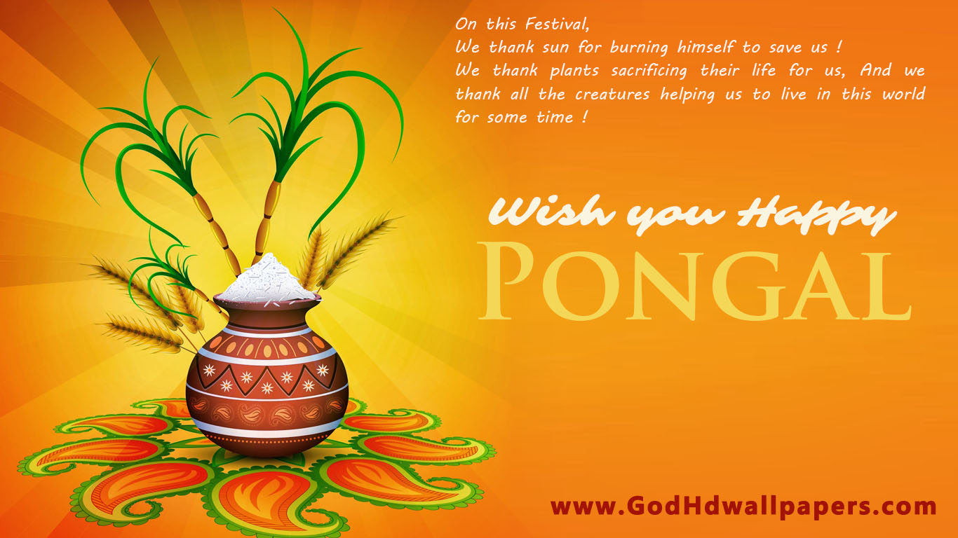 Latest Happy Pongal Wishes Hd Picture Wallpaper 1366×768 | Festivals